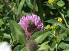 Dingy Skipper (Erynnis tages)