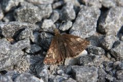 Dingy Skipper (Erynnis tages)