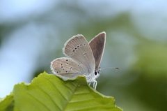 Small Blue (Cupido minimus)