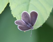 Small Blue (Cupido minimus)