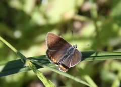 Mountain Argus (Aricia artaxerxes)