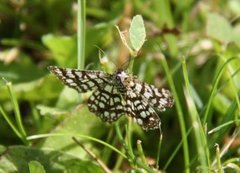 Rutemåler (Semiothisa clathrata)