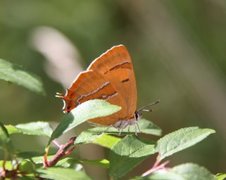 Brown Hairstreak (Thecla betulae)