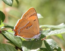Brown Hairstreak (Thecla betulae)