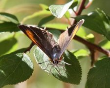 Brown Hairstreak (Thecla betulae)