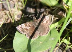 Dingy Skipper (Erynnis tages)