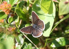 Mountain Argus (Aricia artaxerxes)