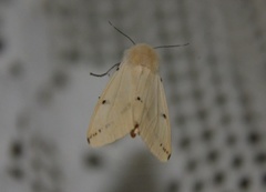 Gul tigerspinner (Spilarctia lutea)