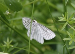 Ribbemåler (Siona lineata)