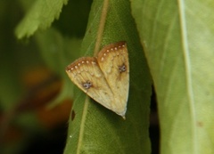 Gult nebbfly (Rivula sericealis)