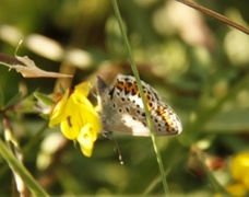 Idas blue (Plebejus idas)
