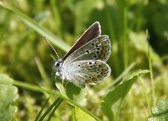 Mountain Argus (Aricia artaxerxes)