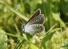 Sankthansblåvinge (Aricia artaxerxes)