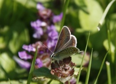 Mountain Argus (Aricia artaxerxes)