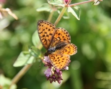 Lesser Marbled Fritillary (Brenthis ino)