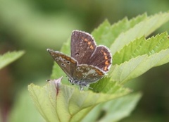 Sankthansblåvinge (Aricia artaxerxes)