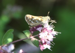 Kommasmyger (Hesperia comma)