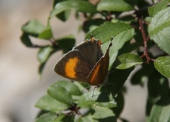 Brown Hairstreak (Thecla betulae)