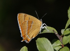 Brown Hairstreak (Thecla betulae)