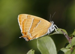 Brown Hairstreak (Thecla betulae)