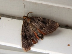 Rødt pyramidefly (Amphipyra pyramidea)