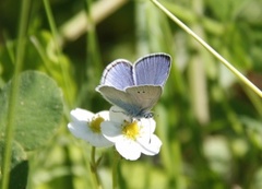 Green-underside Blue (Glaucopsyche alexis)
