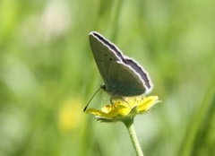 Green-underside Blue (Glaucopsyche alexis)