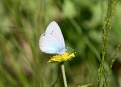 Green-underside Blue (Glaucopsyche alexis)