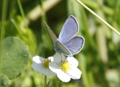 Green-underside Blue (Glaucopsyche alexis)