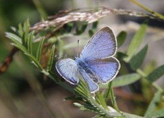 Green-underside Blue (Glaucopsyche alexis)
