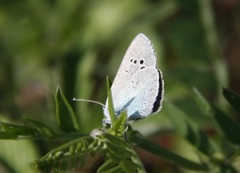 Green-underside Blue (Glaucopsyche alexis)