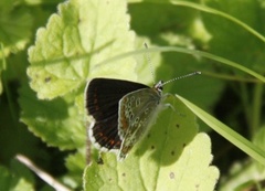 Mountain Argus (Aricia artaxerxes)