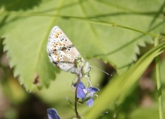 Sankthansblåvinge (Aricia artaxerxes)