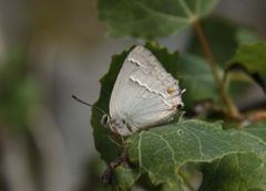Eikestjertvinge (Favonius quercus)