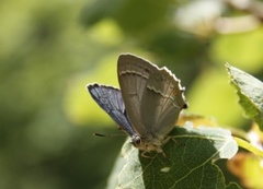 Eikestjertvinge (Favonius quercus)