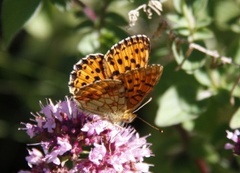 Lesser Marbled Fritillary (Brenthis ino)