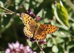 Lesser Marbled Fritillary (Brenthis ino)