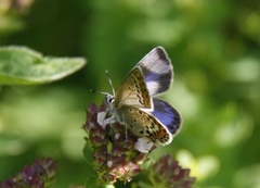 Argus-/idasblåvinge (Plebejus argus/idas)