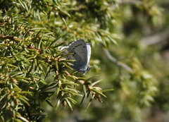 Vårblåvinge (Celastrina argiolus)