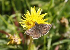Dingy Skipper (Erynnis tages)