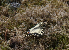 Svalestjert (Papilio machaon)