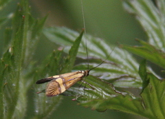 Nemophora degeerella