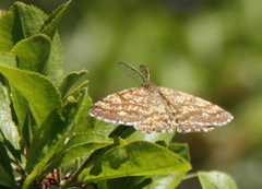Common Heath (Ematurga atomaria)