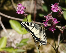 Svalestjert (Papilio machaon)