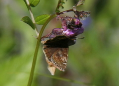 Dingy Skipper (Erynnis tages)