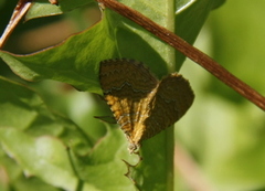 Yellow Shell (Camptogramma bilineata)