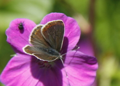 Sankthansblåvinge (Aricia artaxerxes)