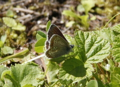 Sankthansblåvinge (Aricia artaxerxes)