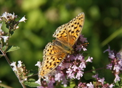 High Brown Fritillary (Argynnis adippe)