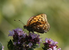 High Brown Fritillary (Argynnis adippe)